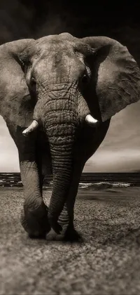 elephant Live Wallpaper