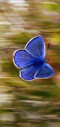 butterfly  Live Wallpaper