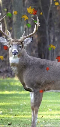Plant Deer Fawn Live Wallpaper