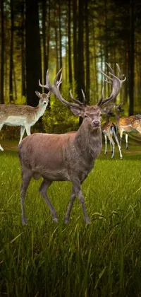 Get mesmerized by the stunning phone live wallpaper featuring a herd of deer grazing on a picturesque green field in Sherwood Forest