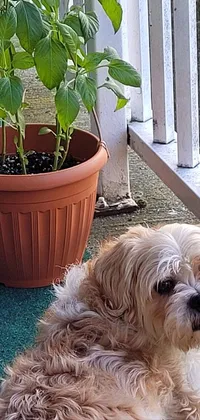 Plant Dog Dog Breed Live Wallpaper