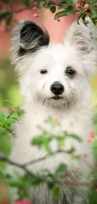 Plant Dog Dog Breed Live Wallpaper