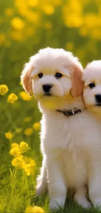 Adorn your phone screen with a delightful live wallpaper featuring two fluffy puppies lounging amidst a bed of yellow flowers