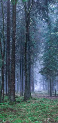 Plant Ecoregion Natural Landscape Live Wallpaper