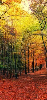 Experience the stunning colors of autumn with this phone live wallpaper