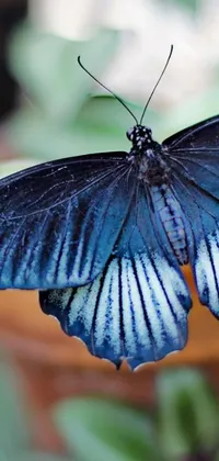 This butterfly close-up live wallpaper is a charming enhancement for your smartphone