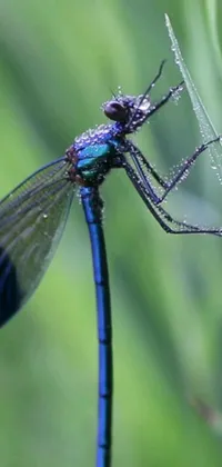Looking for a stunning live wallpaper for your phone? Check out this breathtaking dragonfly close-up shot! The image features a side view of a gaunt, diaphanous iridescent silks blue-colored dragonfly, perched on a blade of grass