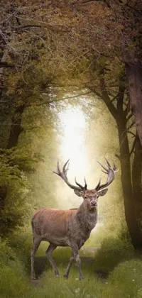 Plant Elk Deer Live Wallpaper