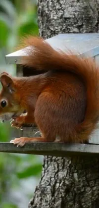 Plant Eurasian Red Squirrel Branch Live Wallpaper