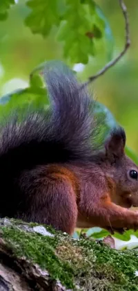 Plant Eurasian Red Squirrel Rodent Live Wallpaper