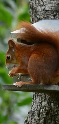 Plant Eurasian Red Squirrel Wood Live Wallpaper