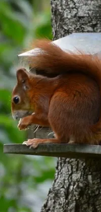 Enjoy the relaxing atmosphere created by this live wallpaper featuring a cute, red-furred squirrel eating a sunflower seed on top of a bird feeder in a peaceful garden setting