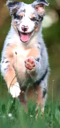 Looking for an adorable and lively phone live wallpaper? Check out this puppy running through a field of green grass