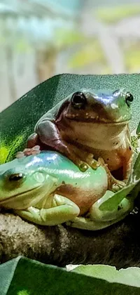 Plant Eye Frog Live Wallpaper