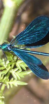 This phone live wallpaper features a stunning, close-up shot of a dragonfly perched on a plant in the great outdoors