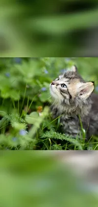 Plant Fawn Small To Medium-sized Cats Live Wallpaper