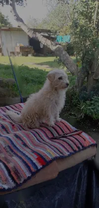 This phone live wallpaper depicts a small white dog sitting atop a cozy blanket in a lovely yard