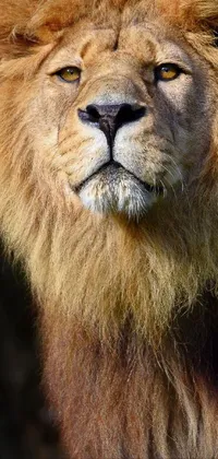 This mesmerizing phone live wallpaper boasts a breathtaking close-up of a lion set against a black background
