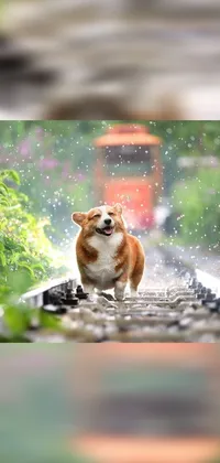 Enjoy a mesmerizing live wallpaper for your phone with a stunning scene of a cute corgi dog standing on a train track in the rain