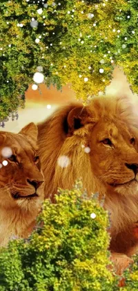 This stunning live wallpaper features a romantic scene of two lions basking in the beauty of nature