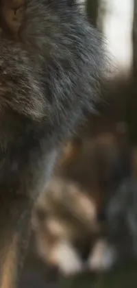 This live wallpaper features a close-up of a majestic wolf in motion, with a realistic depiction of its soft and fluffy fur in shades of grey and brown