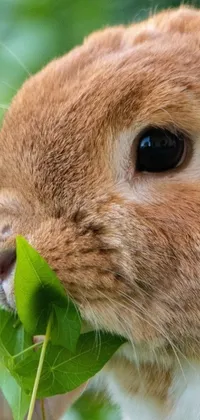 This phone live wallpaper features a photorealistic close-up of a cute and fluffy rabbit eating a leaf
