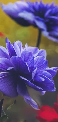 Plant Flower Blue Live Wallpaper
