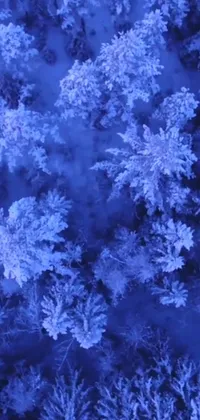 This phone live wallpaper showcases a snow-covered forest in a bird's eye perspective
