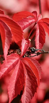The autumn live wallpaper for your phone features a dragonfly sitting on a leaf-covered tree