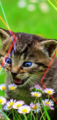 Looking for a lively live wallpaper for your mobile phone? Look no further than this charming image of a small kitten sitting in a field of colorful flowers