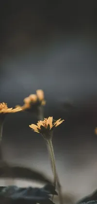 Plant Flower Flash Photography Live Wallpaper