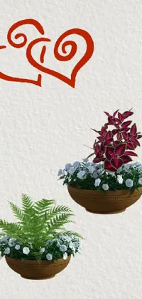 Plant Flower Flowerpot Live Wallpaper