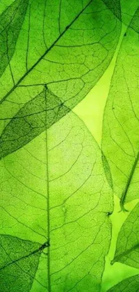 Plant Flower Leaf Live Wallpaper