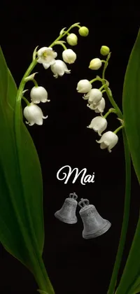 Plant Flower Lily Of The Valley Live Wallpaper