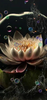 This phone live wallpaper features a vibrant water lily gracefully floating on a calm water body