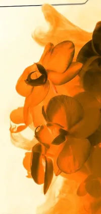 Plant Flower Orange Live Wallpaper