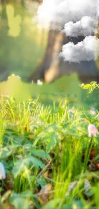 This live wallpaper for phones features a bunch of realistic flowers in a sparkling spring meadow