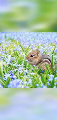 Discover a charming phone live wallpaper featuring a cute and realistic chipmunk sitting amidst a lovely field of blue flowers