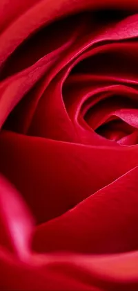 "Red rose" phone live wallpaper showcasing the detailed center of a red rose, captured through macro photography
