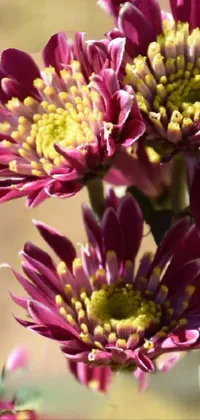 This stunning phone live wallpaper features a close-up photo of a beautiful bouquet of vibrant flowers arranged in a tall vase