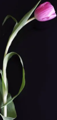 flowers  Live Wallpaper