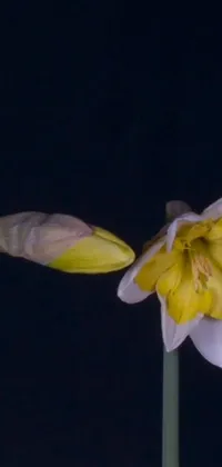 Plant Flower Petal Live Wallpaper
