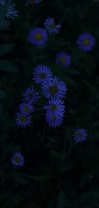 This phone live wallpaper features a picturesque group of purple flowers on a lush green field, an enchanting moonlit forest scene, and a detailed video still of a daisy