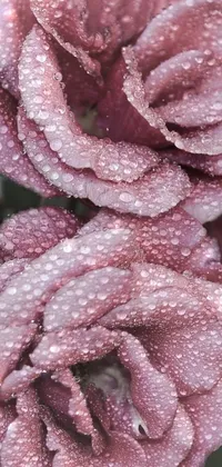 This live wallpaper features a stunning image of pink flowers with water droplets on them, surrounded by maroon mist and adding to the romanticism factor