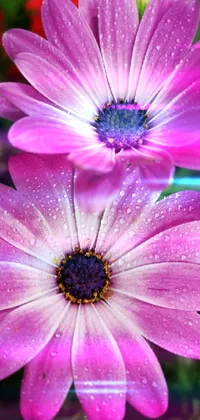 Flower with waterdrops  Live Wallpaper