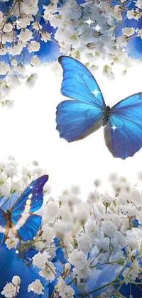Blue Butterflies  Live Wallpaper