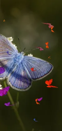 butterflys 🦋 Live Wallpaper