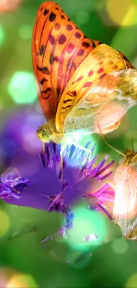 borboletas são perfeitas  Live Wallpaper