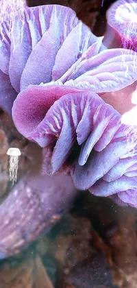 This live wallpaper depicts a close-up of a striking purple mushroom on the forest floor