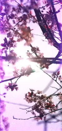 This lively phone wallpaper depicts an idyllic digital scene of a blooming tree being kissed by the sun in an enchanting mix of glittering purple sparkles and pink cherry blossoms